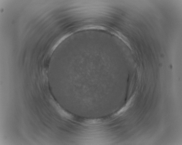 X0000076381369200610202029