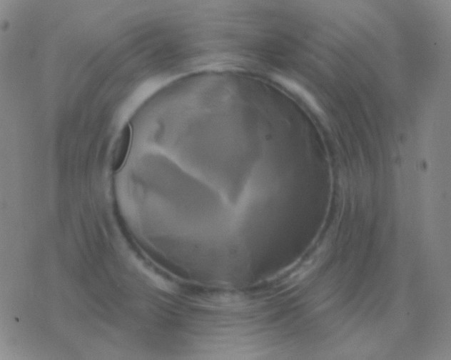 X0000076381375200610202028