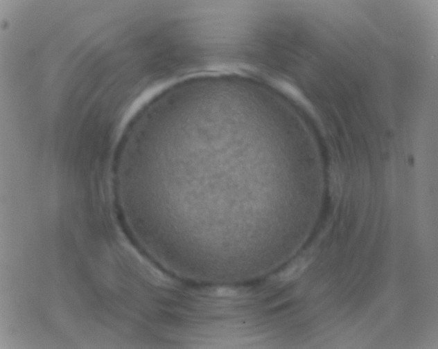 X0000076381412200610202028