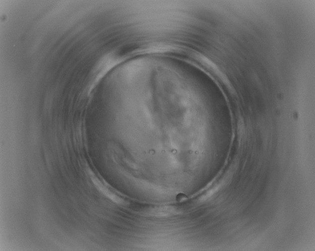 X0000076381417200610202028