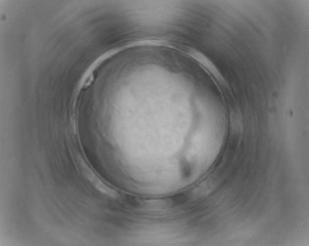 X0000076381436200610202028