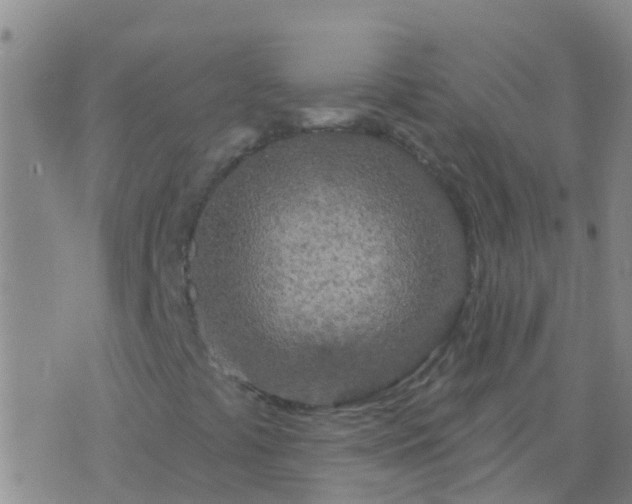 X0000076381441200610202027