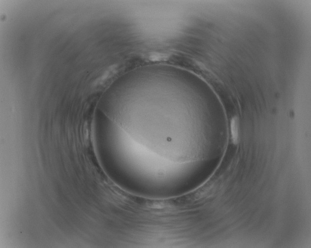 X0000076381443200610202027