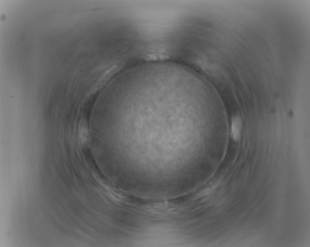 X0000076381444200610202027