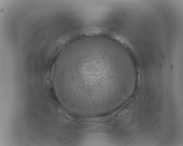 X0000076381445200610202027