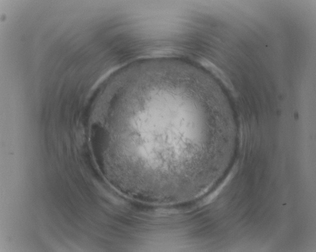 X0000076381449200610202027