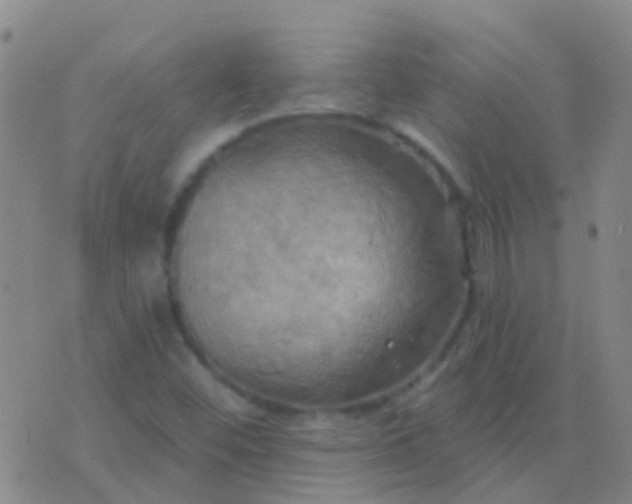 X0000076381452200610202027