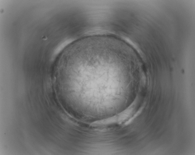 X0000076381453200610202027