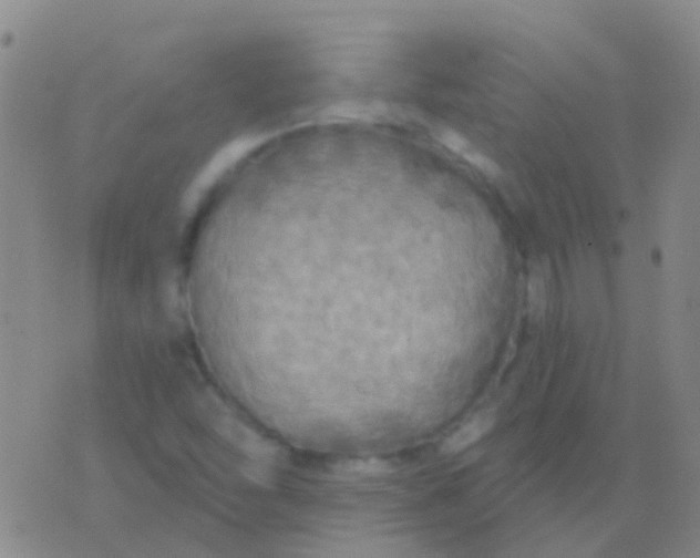 X0000076381454200610202027