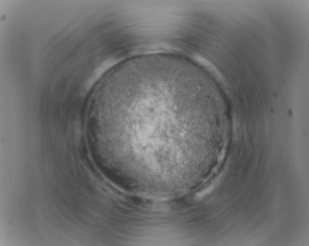 X0000076381457200610202027