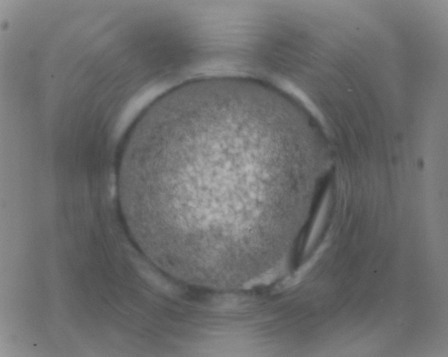 X0000076381461200610202027