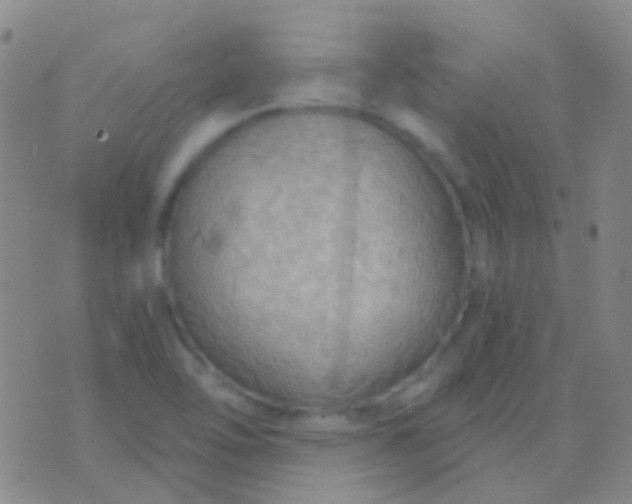 X0000076381462200610202027