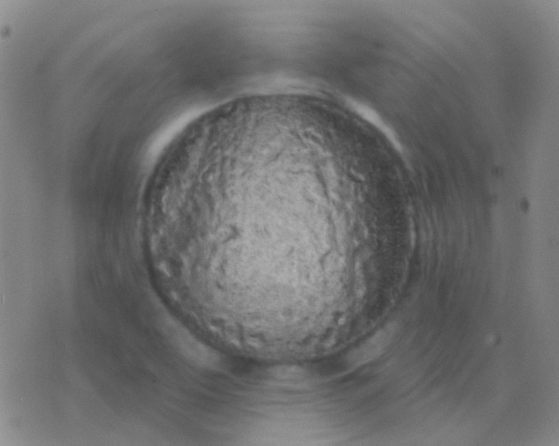 X0000076381463200610202027