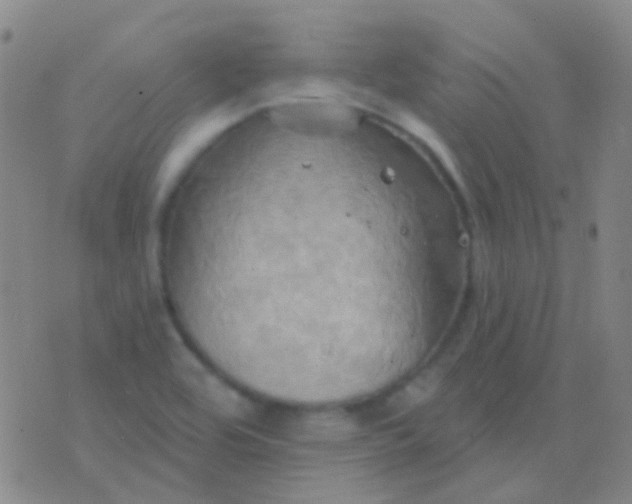 X0000076381464200610202027