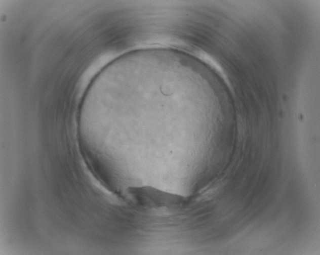 X0000076381480200610202027