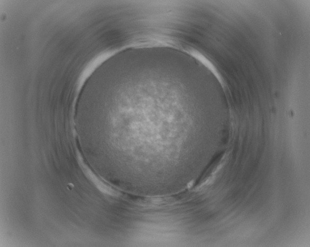 X0000076381485200610202027