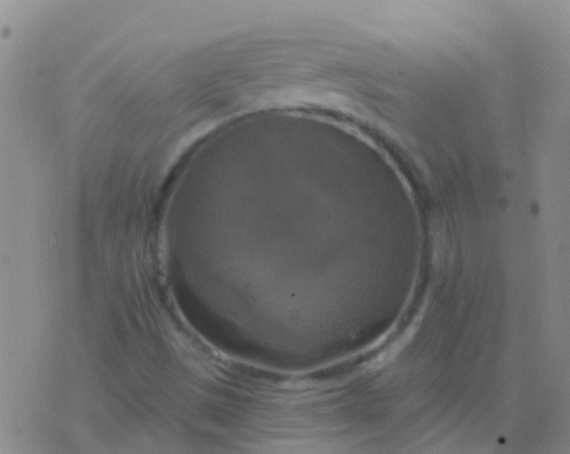 X0000076381497200610202026