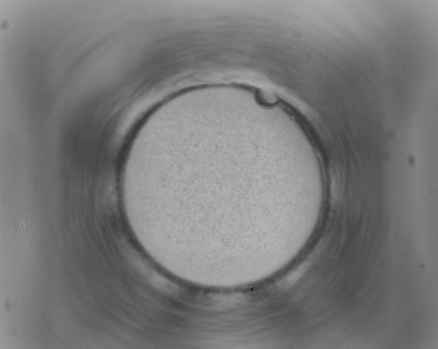 X0000076381498200610202026