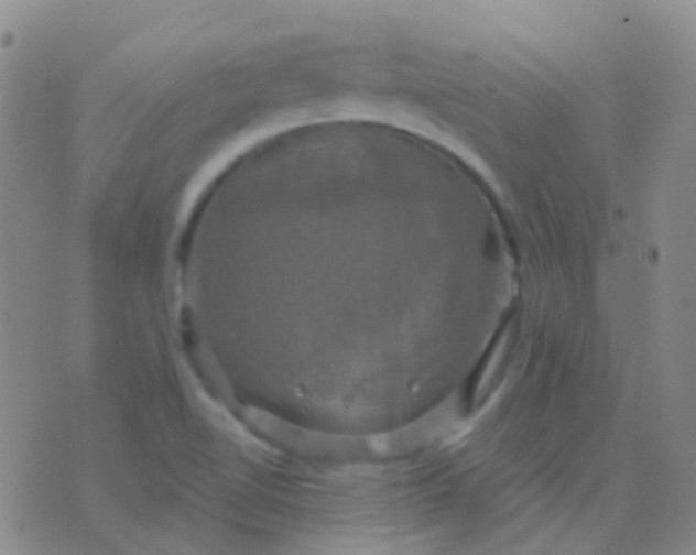 X0000076381510200610202026