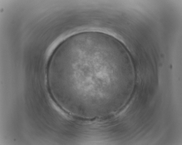 X0000076381511200610202026