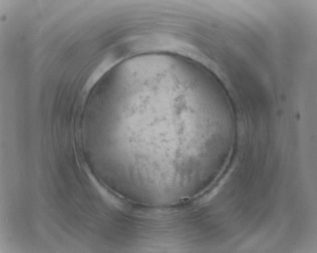 X0000076381521200610202026