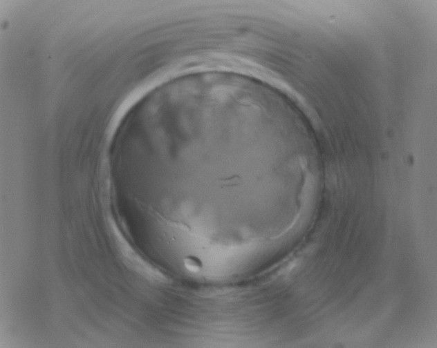 X0000076381522200610202026