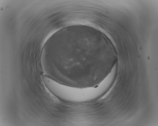 X0000076381529200610202027