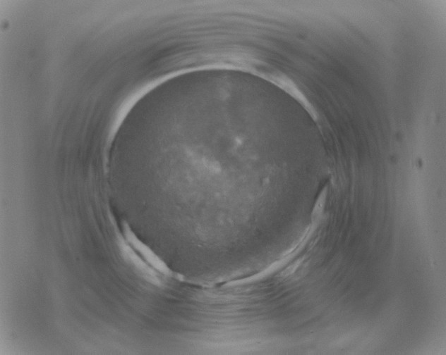 X0000076381532200610202027