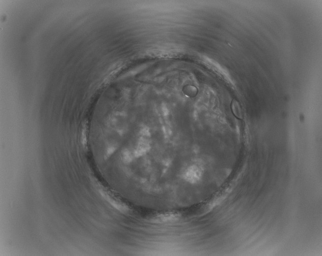 X0000076380065200610271538