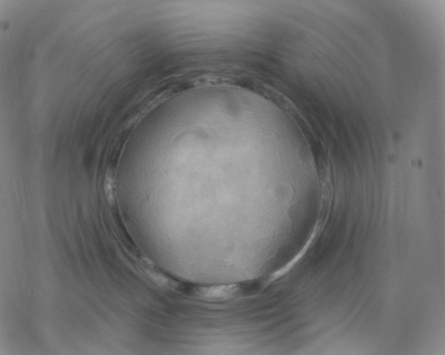 X0000076380191200610271537