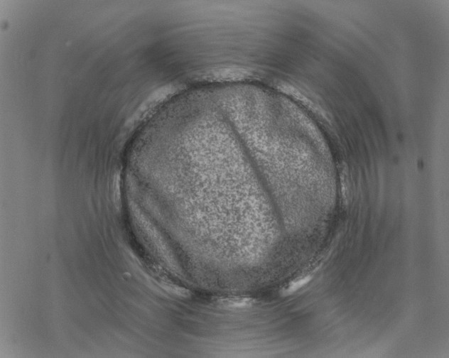 X0000076380206200610271536