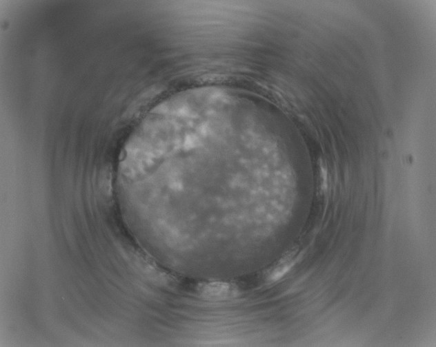 X0000076380230200610271536