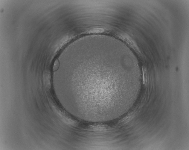 X0000076380300200610271535