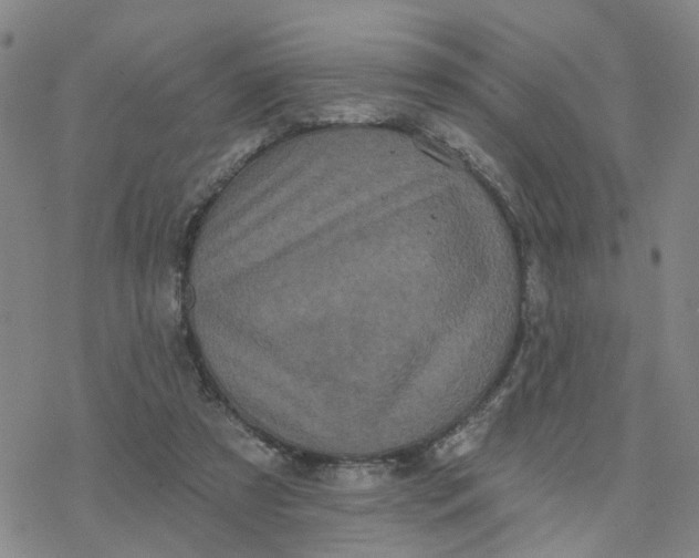 X0000076380305200610271535