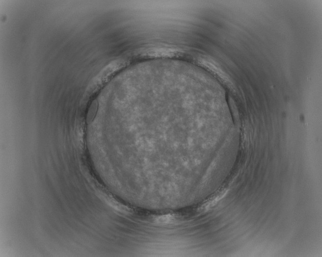 X0000076380309200610271534