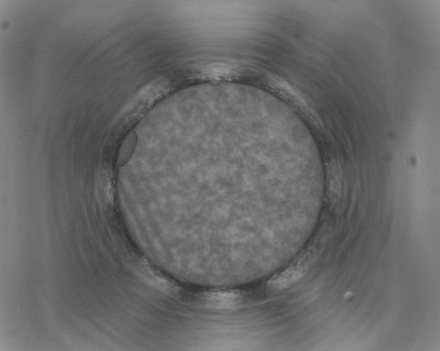 X0000076380313200610271534