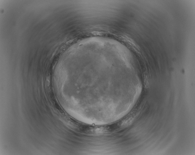 X0000076380365200610271534