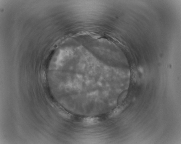 X0000076380375200610271534