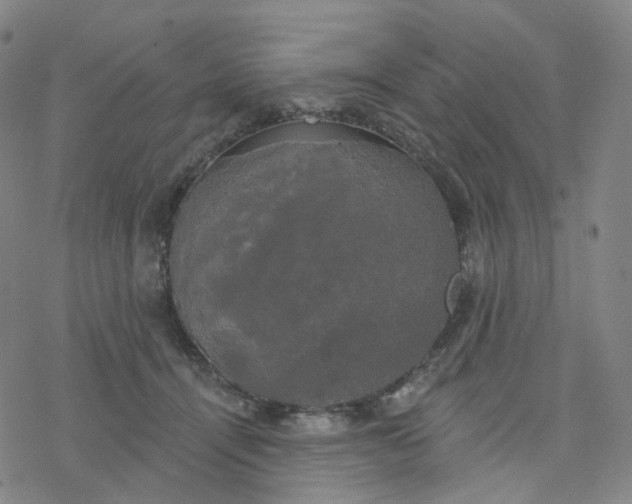 X0000076380464200610271532