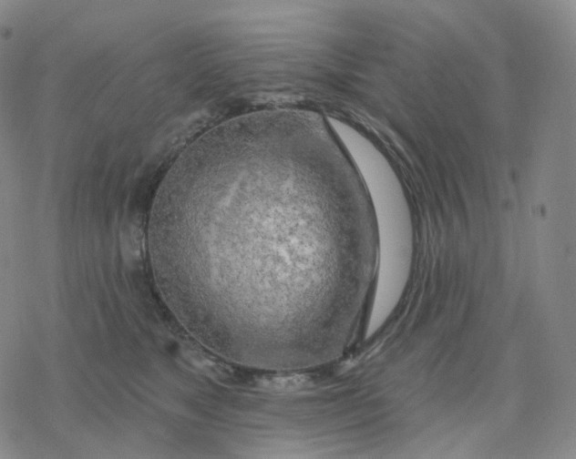 X0000076380517200610271531