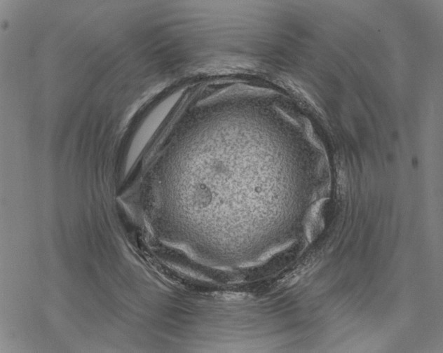 X0000076380539200610271530