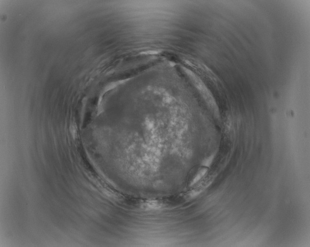 X0000076380565200610271531