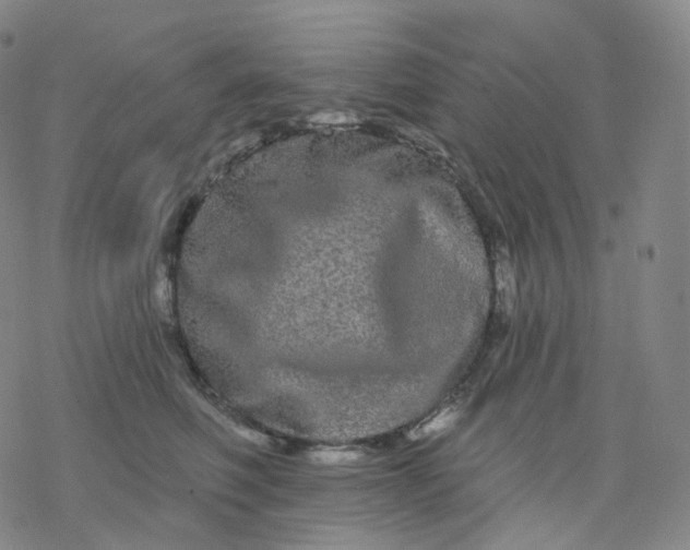 X0000076380614200610271530