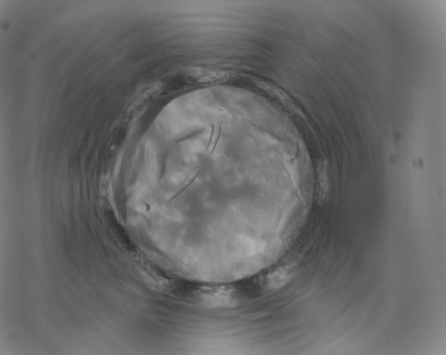 X0000076380667200610271529