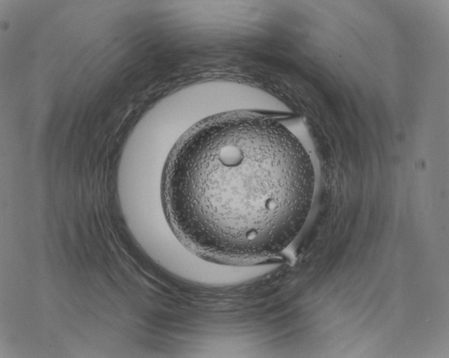 X0000076380752200610271527