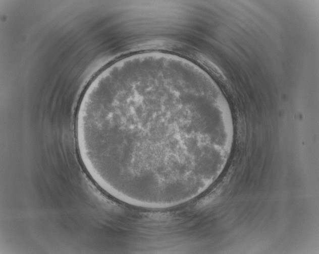 X0000076380800200610271526