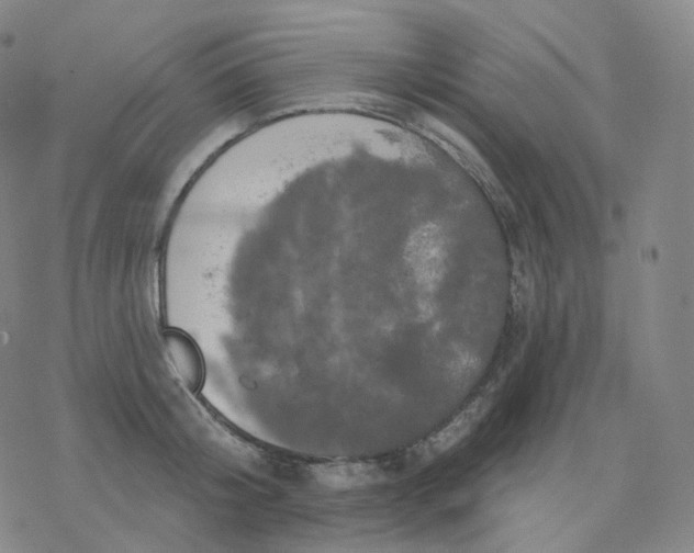 X0000076380804200610271526