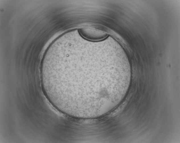 X0000076380808200610271526