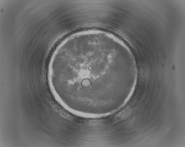 X0000076380832200610271526