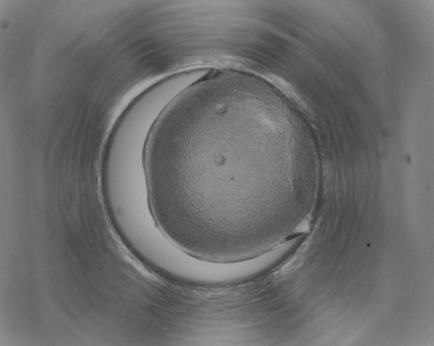 X0000076380846200610271526